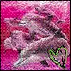 Dolphins