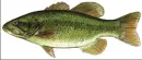 largemouth bass fish
