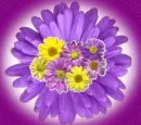 Daisies