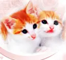 2 Cats