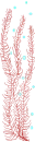 Seaweed