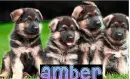 amber
