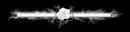 white rose