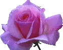 colory rose