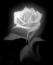 white rose