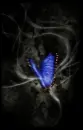 Blue Butterfly
