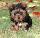 Yorkieshire Terrier