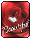 Beautiful Rose