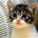 kitten 