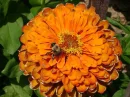 flower and bee