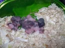 baby mice