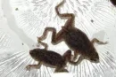 frogs