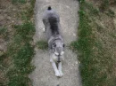 playful pup