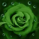 green rose