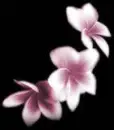 pink flower