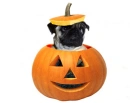 pumpkin pug