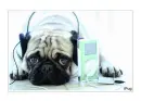 iPUG