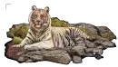 White Tiger