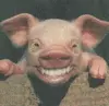 smiling pig