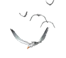 flying birds