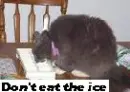Don't eat the ice