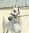 arabian,shagya arabian,horse