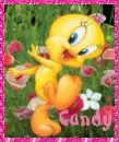 Candy Tweety