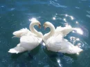 Swan Love