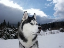 Huskey