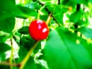 cherrys'