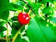 cherrys'