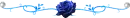 Blue Rose
