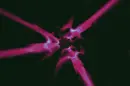 Background Inverted Warped Dwarf Rose