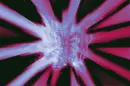 Inverted Warped Dwarf Rose Version Two