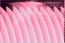 Background pink waves going upwards and over, version 2