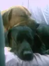 sleepy.