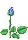 Blue Rose