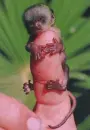 monkey mini