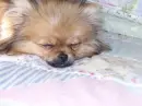 doggy sleeping
