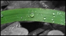 Rain Drops+Leaf
