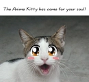 anime kitty