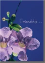 friendship