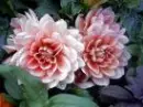 Rose cute with Pink
