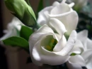 Cute flower