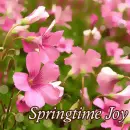 spring time