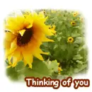 thinking of you
