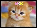 Kitty