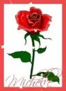 michelle rose graphic