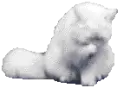 mor