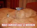 camouflage
